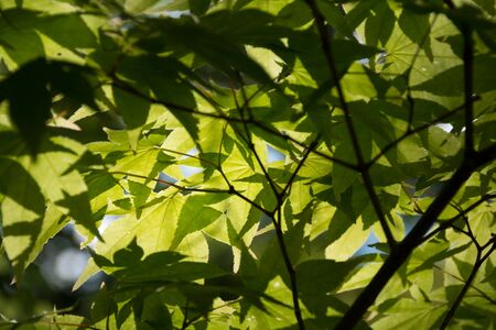 Fresh green maple leaves