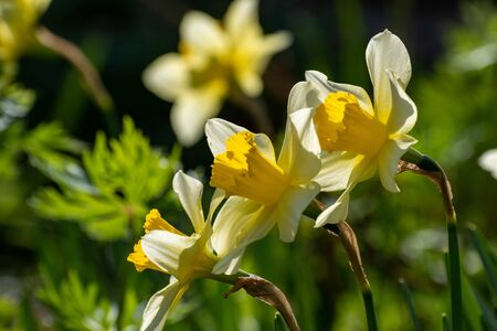 Yellow narcissus in the spring gardenの写真素材