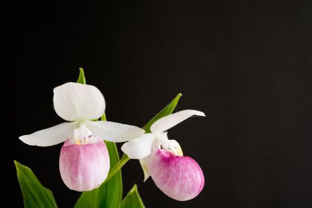Pink and white orchid on black backgroundの写真素材