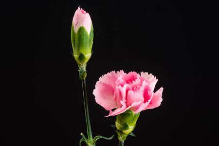 Pink carnation on black backgroundの写真素材