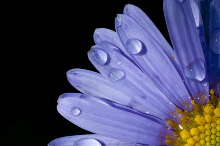 Water drops on purple petalsの写真素材
