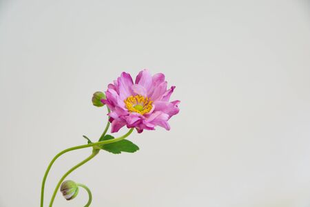 Cute pink flowers on white backgroundの写真素材