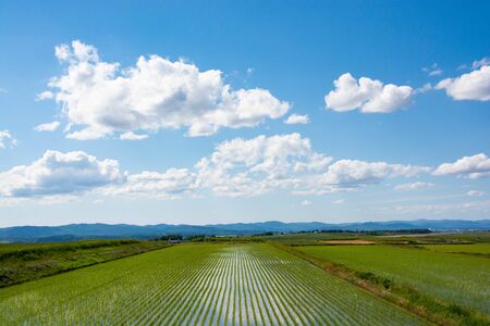 Paddy field after planting with a blue sky