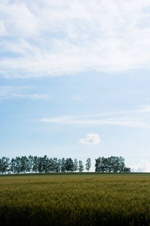 Wheat field before harvestの写真素材