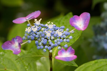 Purple hydrangea