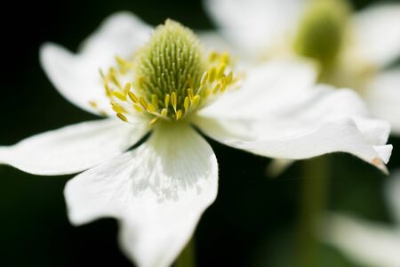 White anemone on black background