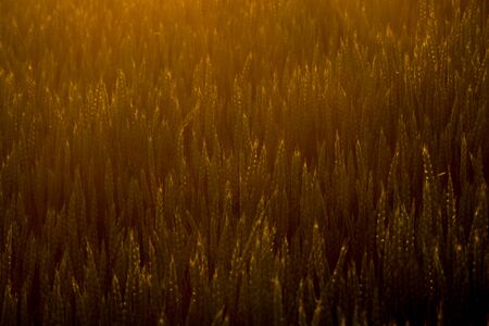 Ears of wheat shining in the setting sunの写真素材