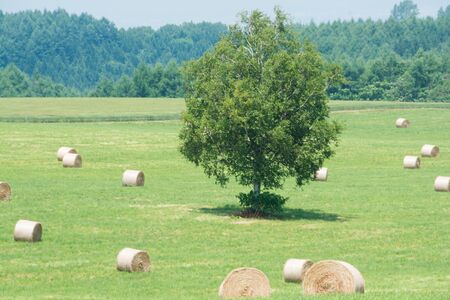 Green meadow with hay balesの写真素材