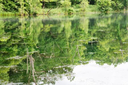 Green forest and lakeの写真素材