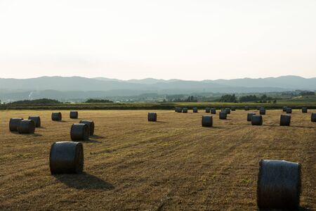 Pasture field after mowing at evening with lots hay balesの写真素材