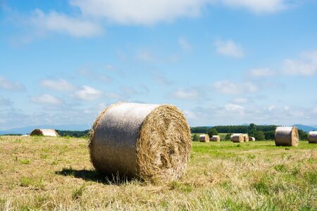 Hay bales in summer field with the blue sky