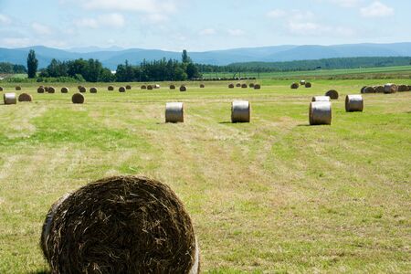 Hay bale in the pasture after mowingの写真素材