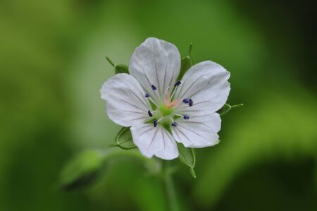 Cute white flowers blooming in spring fieldの写真素材