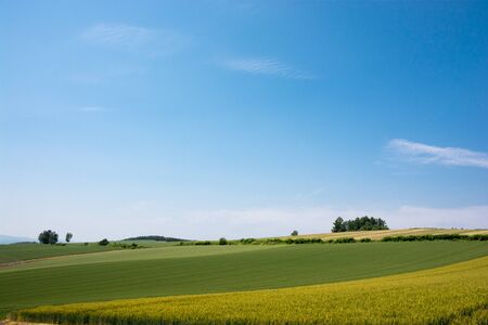 Green wheat field in summer with the blue sky