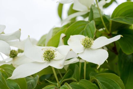 White flowers on the roadside tree in summerの写真素材