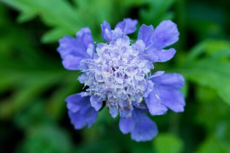 Purple flowers after the rain in the summer gardenの写真素材