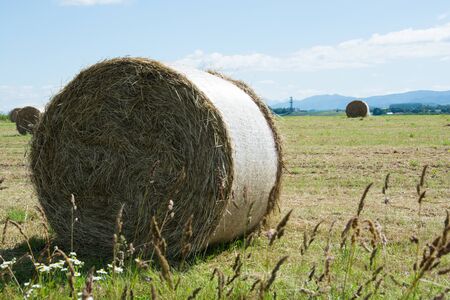 Meadow field and hay bales