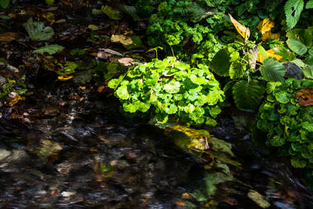 Small river in the mountains