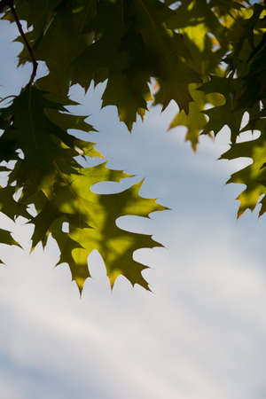 Green oak leaves in summer