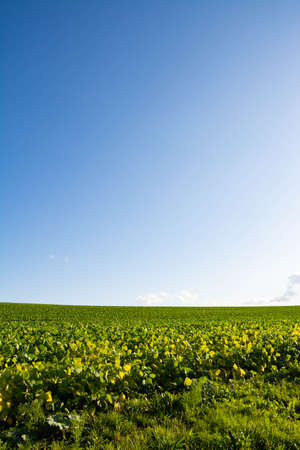 Green soybean field and blue sky