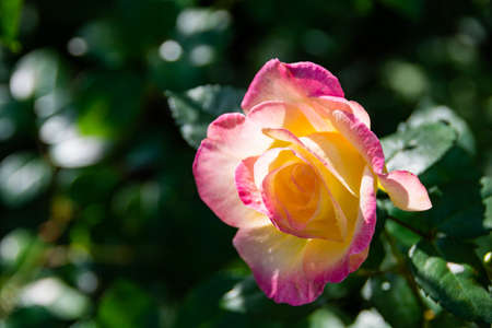 Yellow rose with pink border in the summer gardenの写真素材