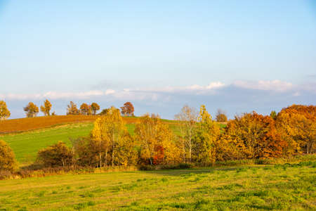 Yellow-leaved trees and autumn upland fieldsの写真素材