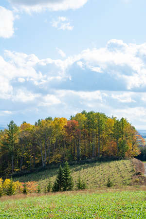Autumn thickets and hilly areas