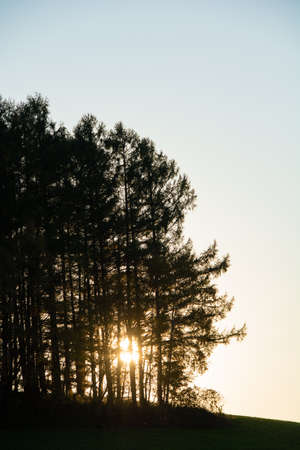 Pine forest on the hill at sunsetの写真素材