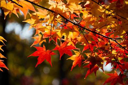 Colored maple leaves in autumn
