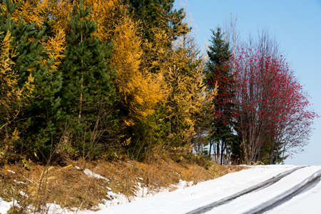 Yellow-leaved larch forest and red rowan on the side of the snowy field
