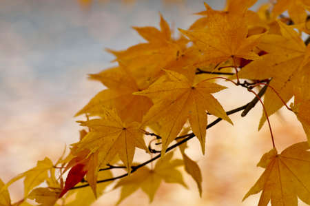 Maple leaf colored yellow in autumn