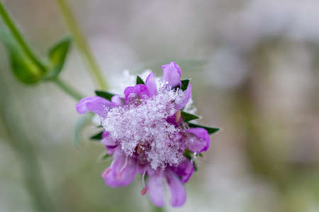 Purple flower with the first snow
