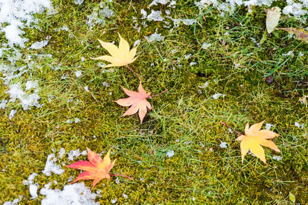 First snow and fallen leaves on the green mossの写真素材