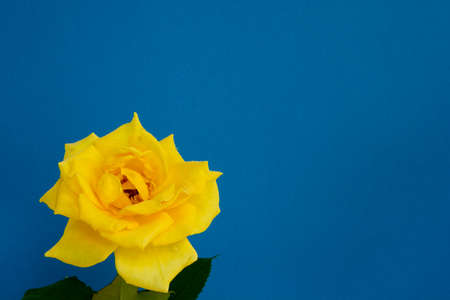 Close up of a yellow rose with water drops on blue backgroundの写真素材