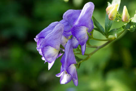 Beautiful purple flowers blooming in the autumn mountainsの写真素材