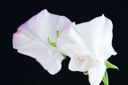 White sweet pea on black background