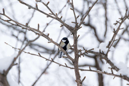 Cute wild willow tit perching on a tree branch in winterの写真素材