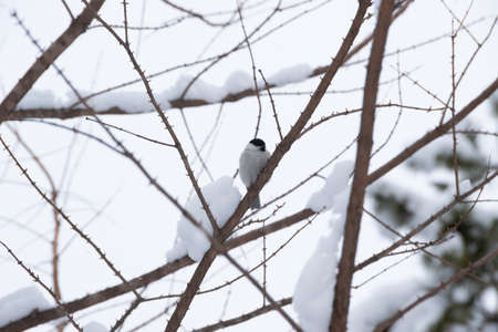 Cute wild willow tit perching on a tree branch in winterの写真素材