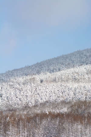 Larch forest and blue sky after a snowstormの写真素材