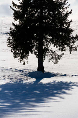 Pine tree standing in a snowy fieldの写真素材
