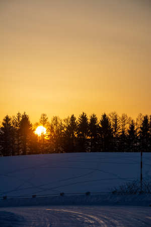 Pine forest and sunset on the hills at dusk in winterの写真素材