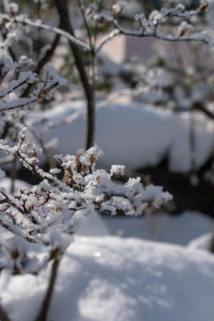Rime on dead branches on a cold winter morningの写真素材