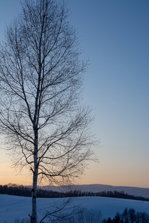 Winter dusk sky and birch treeの写真素材