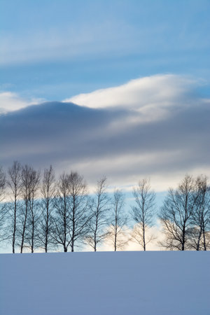 Row of birch trees on a snowy hill and shining cloudsの写真素材