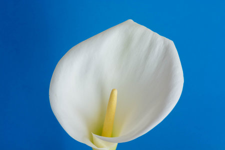 White calla lilies on blue backgroundの写真素材