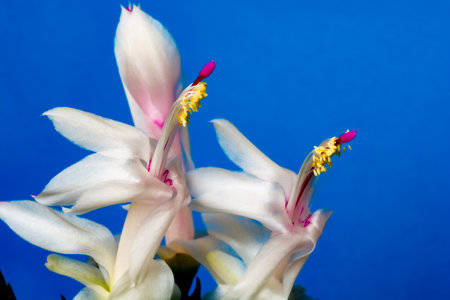 Close up of white cactus flowers on blue backgroundの写真素材