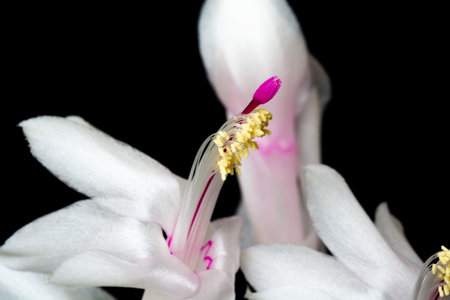 Close up of white cactus flowers on black backgroundの写真素材