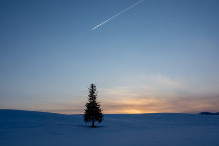 Pine trees standing in the snow field and contrail in the dusk skyの写真素材