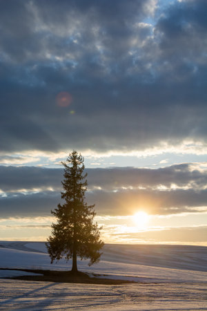 Pine trees standing in a snowy field at dusk in early springの写真素材