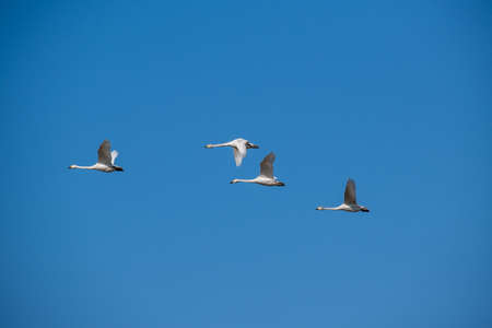 Flock of swans flying in the blue skyの写真素材